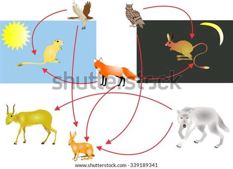 Desert Ecosystem Food Chain