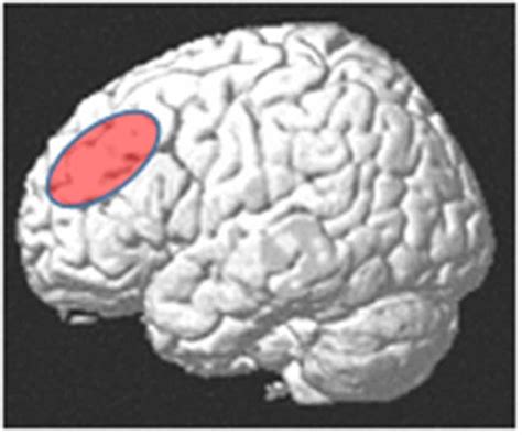 Frontiers | The Role of the Dorsolateral Prefrontal Cortex for Speech ...