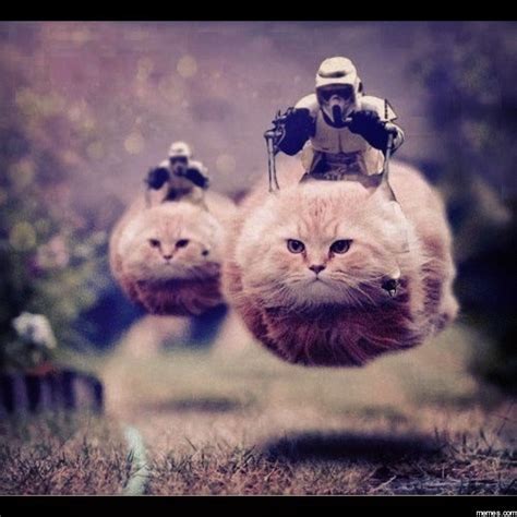 Flying cat Memes