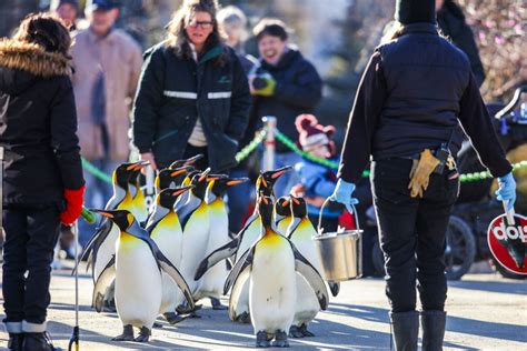 You can see penguins take their daily morning walk at Calgary Zoo | Listed