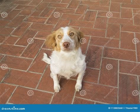 Spaniel breton dog stock photo. Image of spaniel, friendly - 113882668