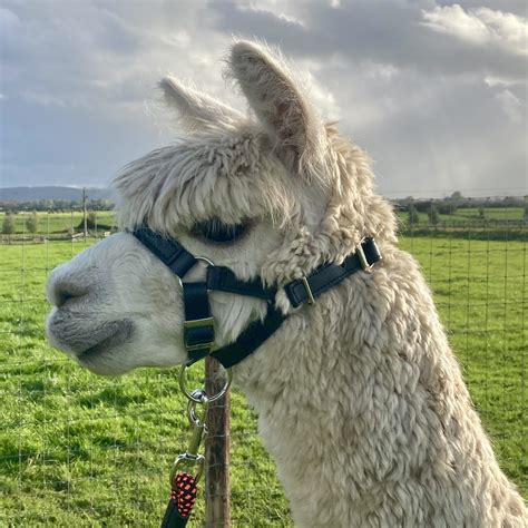 How to Fit an Alpaca or Llama Halter - Cadbury Alpacas