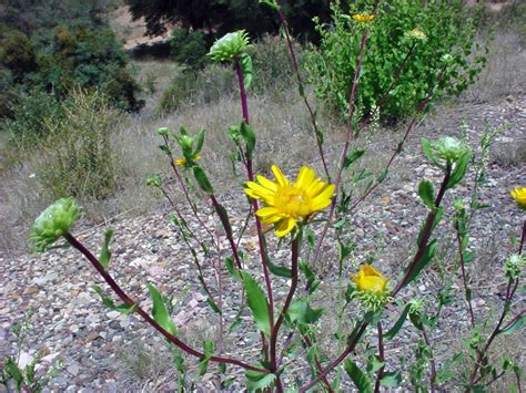 Vascular Plants of the Gila Wilderness-- Grindelia squarrosa