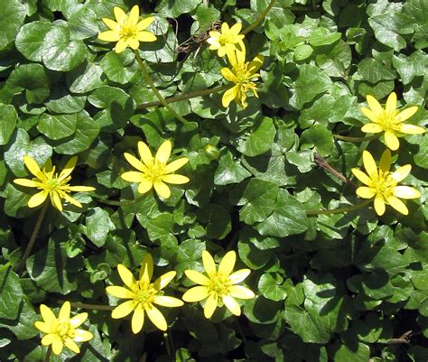 Lesser Celandine | Naturally