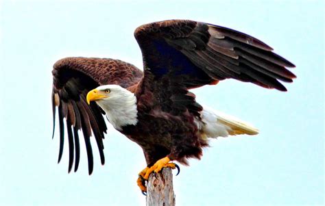 Bald Eagle spreading wings CROP HDR 20120116 | HDR from one … | Flickr