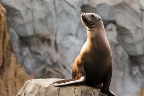 California Sea Lion Facts & Information Guide - American Oceans