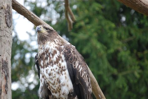 Elmwood Zoo, photo by Renee Rone Milner Elmwood, Renee, Bald Eagle, Zoo, Photos, Animals ...