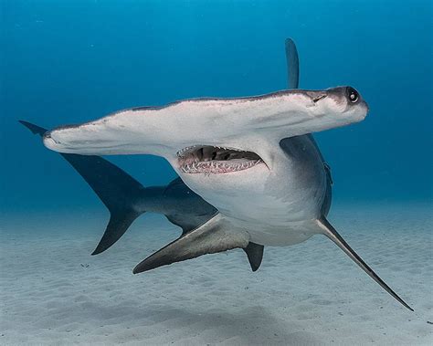 2022's Top 10 Most Critically Endangered Sharks & Rays