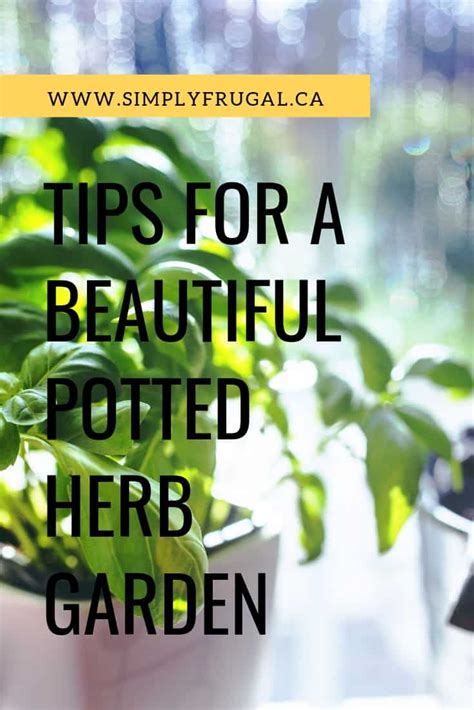 Tips for a beautiful potted herb garden