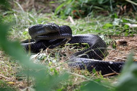 Premium Photo | Sulawesi Mangrove Snake Boiga dendrophila gemmicincta Black Morph closeup