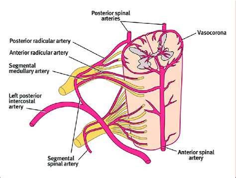 This is how blood supply of spinal cord looks like! - MEDizzy