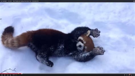 Red Pandas Having The Time Of Their Lives in the Snow! | Red panda baby ...