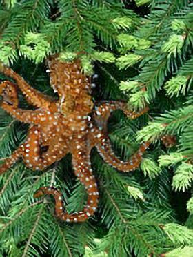 Pacific Northwest tree octopus - Wikipedia