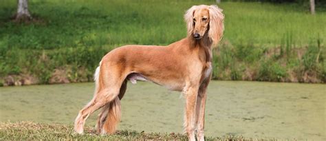 Saluki Dog Breed (character, Diet, Care) | atelier-yuwa.ciao.jp