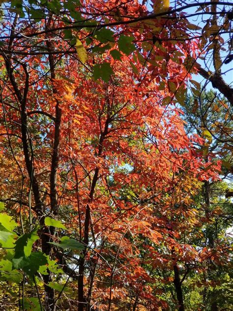 Brilliant Fall Colors - Appalachian Forest Autumn Foliage Stock Photo - Image of brilliant ...