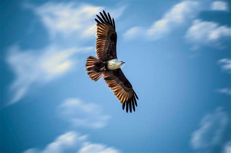 Eagle Flying HD Wallpapers - Top Free Eagle Flying HD Backgrounds - WallpaperAccess