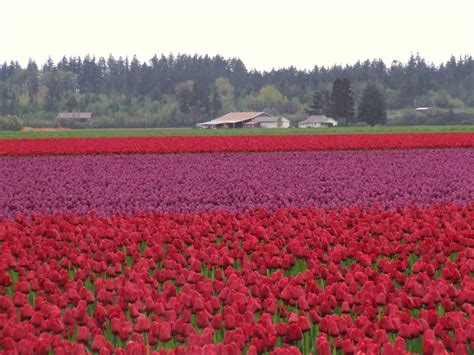 Skagit Valley | Skagit valley, Natural landmarks, Landmarks