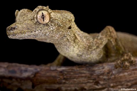 Uroplatus guentheri | Uroplatus guentheri