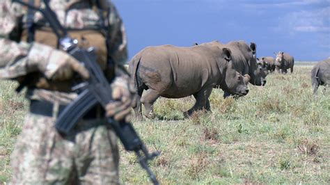 Controversial rhino horn sales eyed as solution to poaching crisis - CBS News