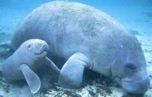 Adorable Baby Manatee - Baby Animal Zoo