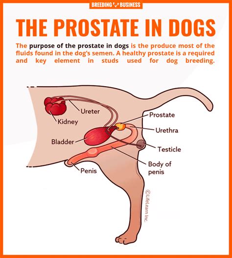 What Are The Symptoms Of Prostate Cancer In Dogs