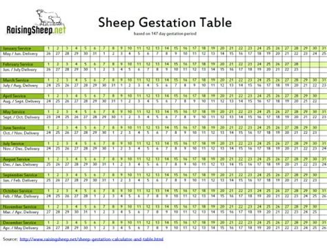 7 Stages Of Ewe Gestation Chart Explained