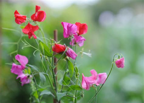 Sweet Peas: How to Plant, Grow, and Care for Sweet Pea Flowers | The Old Farmer's Almanac