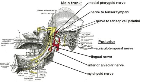 Mandibular nerve - wikidoc