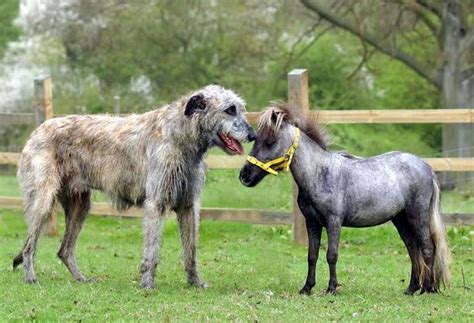 View topic - Pixy. Suņu stāsti. | Irish wolfhound, Horses, Large dog breeds