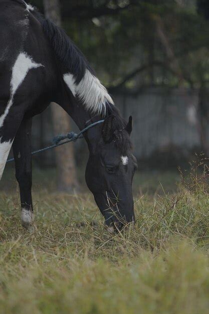 Premium Photo | Horse eating grass