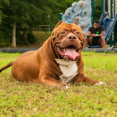 What Kind of Dog is Hulk? Is He Really the World's Biggest Dog? Facts & FAQ | Hepper