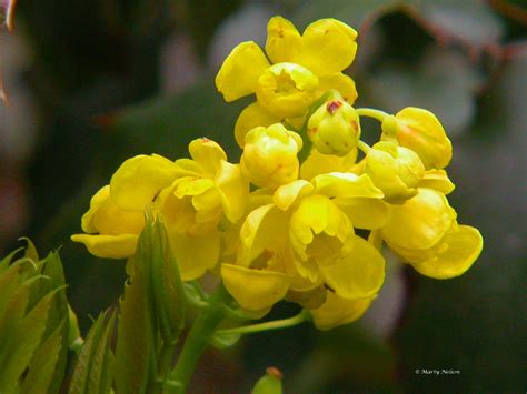 Oregon Grape is the state flower of Oregon. ©Photo copyright by Marty ...