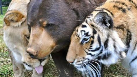 A lion, bear, and tiger grew up together on a sanctuary, show what real ...