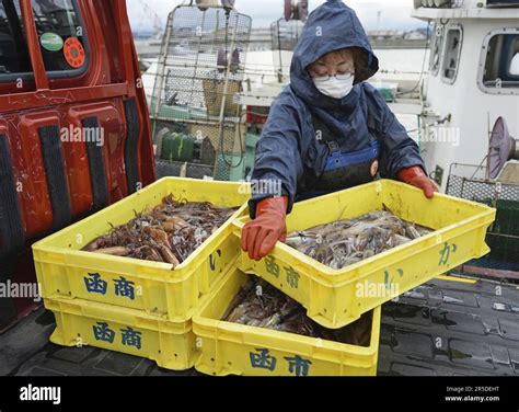 Japanese flying squid are landed from fishing vessels for the first time this season in Hakodate ...