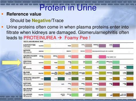 PPT - Urinalysis PowerPoint Presentation - ID:5498707