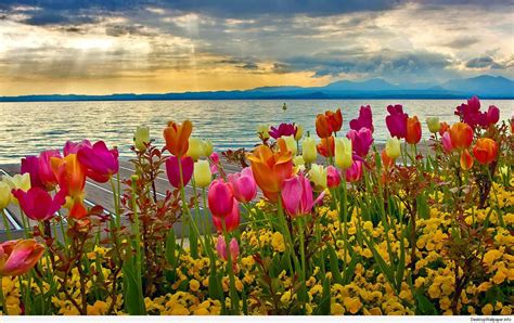 Spring Desktop Wallpapers - Top Free Spring Desktop Backgrounds ...