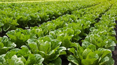 Planting, Growing And Harvesting Lettuce - Bunnings New Zealand