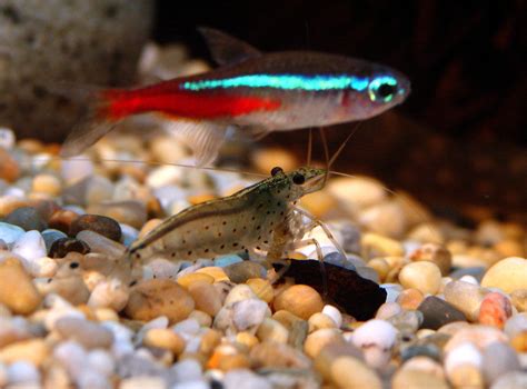 The Expert's Guide to Amano Shrimp (Care, Breeding, and Setup)