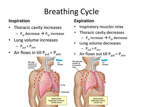 PPT - Respiratory System PowerPoint Presentation, free download - ID:2269560