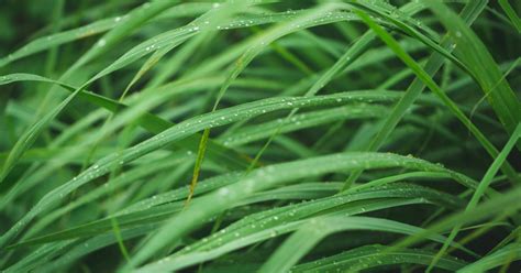 A Beloved Scented Grass From Brazil – Discover Citronella Grass ~ Raw Materials