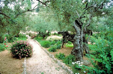 In the Footsteps of Messiah: The Mount of Olives | Messianic Bible