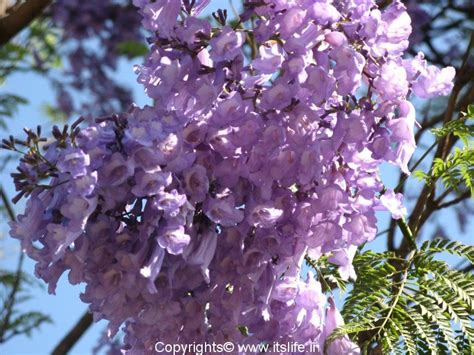 Jacaranda | Jacaranda Mimosifolia | Jacaranda Tree