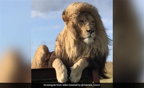 Video Of Lion With Silky Hair Goes Viral, Internet Reacts