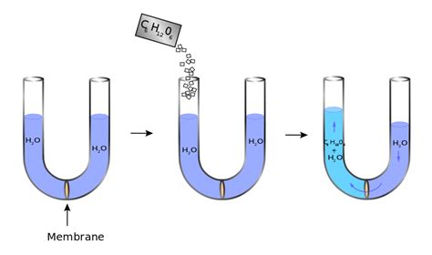 Difference Between Osmosis and Reverse Osmosis | Compare the Difference ...