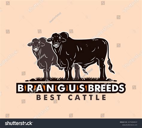 Brangus Breeds Logo Silhouette Cattle Standing Stock Vector (Royalty Free) 2275094937 | Shutterstock