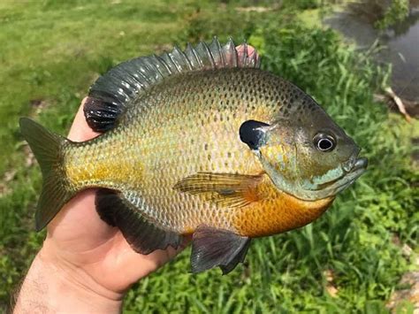 When Do Bluegill Spawn? (Times, Temperatures, Locations) | Strike and Catch