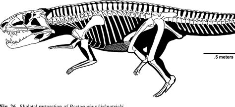 Postosuchus Skeleton