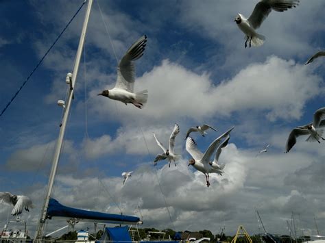 Birds Flocking Free Stock Photo - Public Domain Pictures