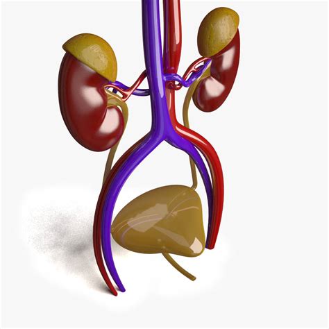 Human Kidney 3D Model - Kezan's Portfolio