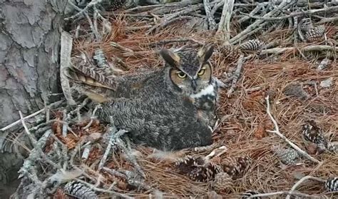 Bird Cams FAQ: Great Horned Owl Nest | All About Birds